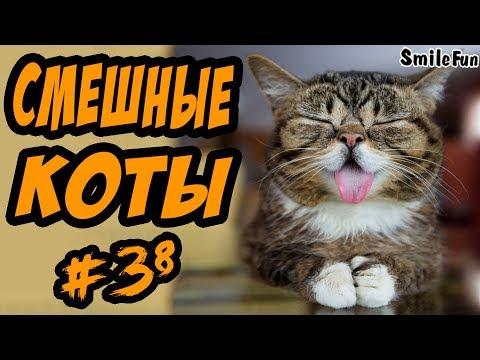 Смешные кошки ДО СЛЁЗ Приколы с котами и кошками 2017