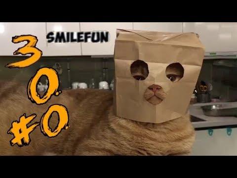 КОТЫ 2020 ПРИКОЛЫ С КОШКАМИ Смешные Коты 2020  Кошки Funny Cats