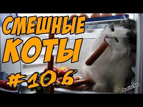 КОШКИ ПРИКОЛЫ С КОТАМИ 2018 КОТЫ СМЕШНЫЕ КОШКИ 2018 Funny Cats